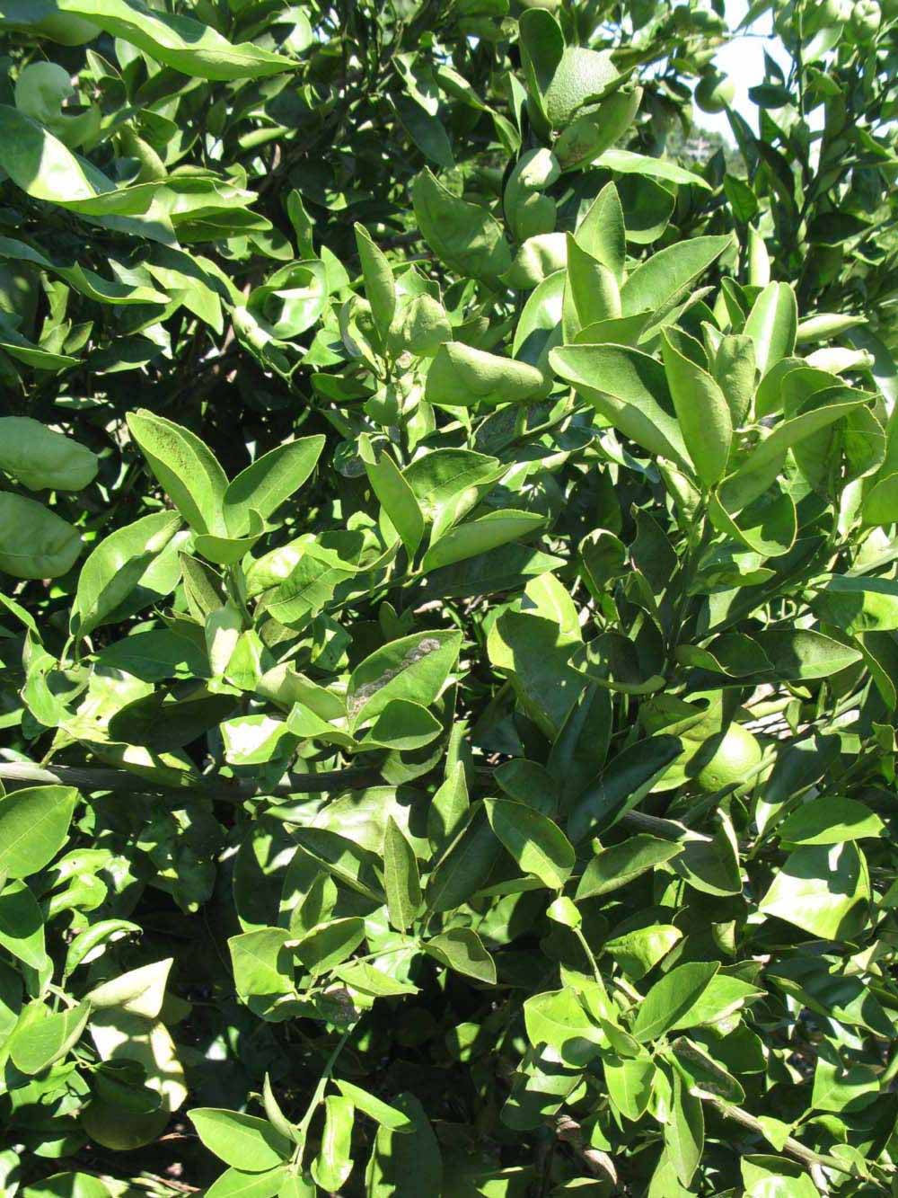              Sun leaves (Winter Haven, FL)       